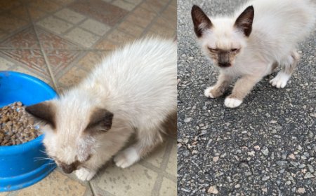 Procura-se gatinho desaparecido em Guaxupé