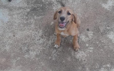 Maggie precisa de um lar