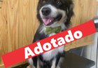O cão já foi adotado