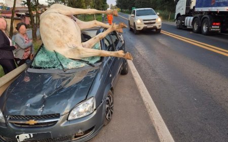 Cavalo morre atropelado em acidente na MG-050, no Sul de Minas