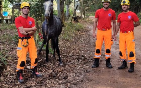 Bombeiros resgatam cavalo caído em fossa nas proximidades da BR-146