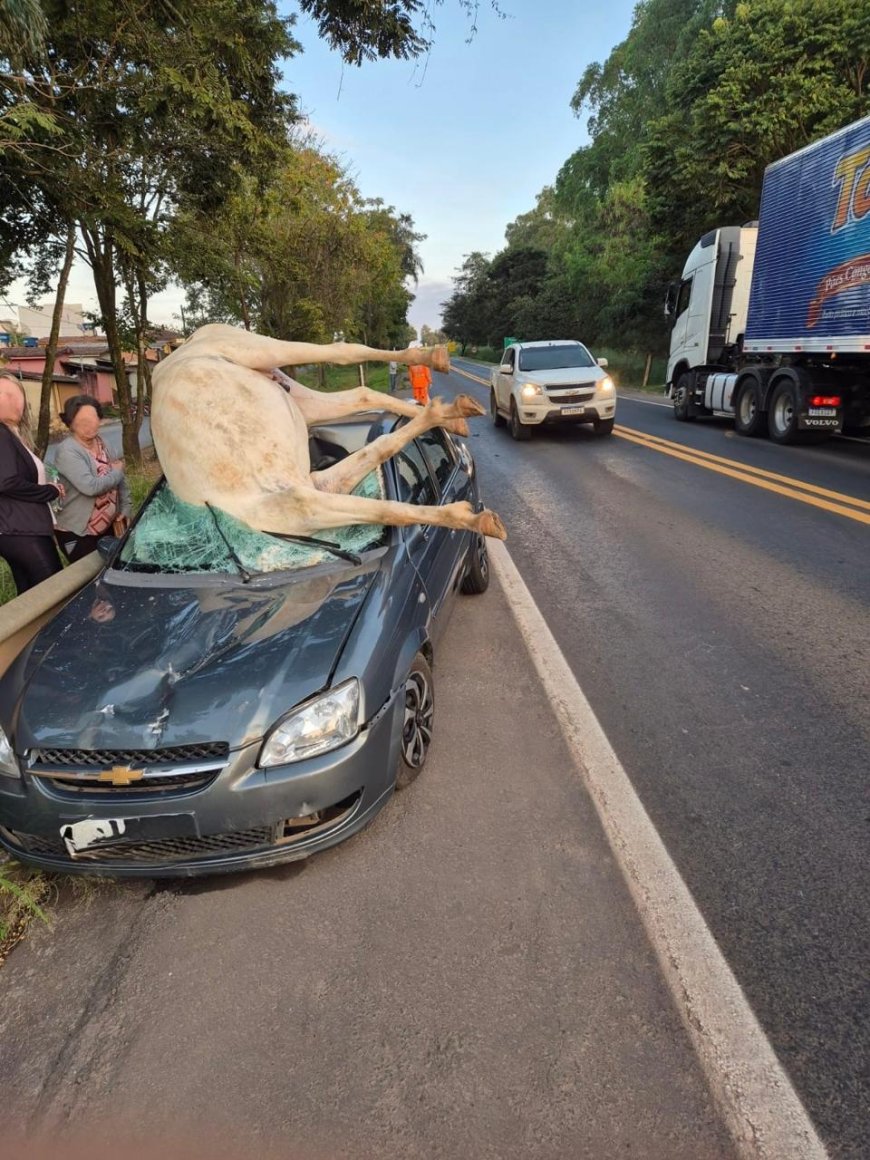 Cavalo morre atropelado em acidente na MG-050, no Sul de Minas