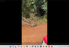 Vídeo: Caninana de 2 metros é capturada em depósito, dentro de uma bota de borracha, no Sul de Minas