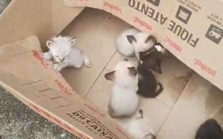 Mulher de 34 anos é indiciada por abandono de filhotes de gatos no Sul de Minas