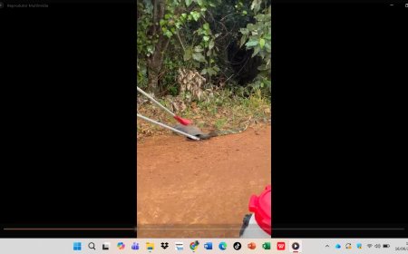 Vídeo: Caninana de 2 metros é capturada em depósito, dentro de uma bota de borracha, no Sul de Minas
