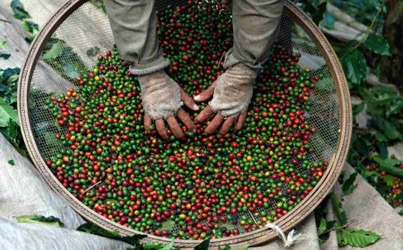 Colheita de café avança para 24,9% na área monitorada pela Cooxupé