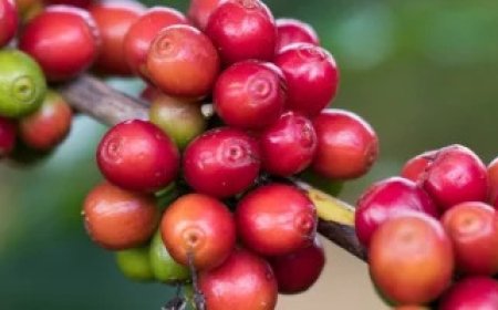 Chuvas prejudicam a colheita do café no Sul de Minas