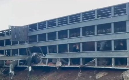 Motorista morre após carreta com 75 cabeças de gado tombar na MGC-491, no Sul de Minas
