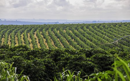 Clima e fisiologia vegetal entram no debate sobre a safra de café