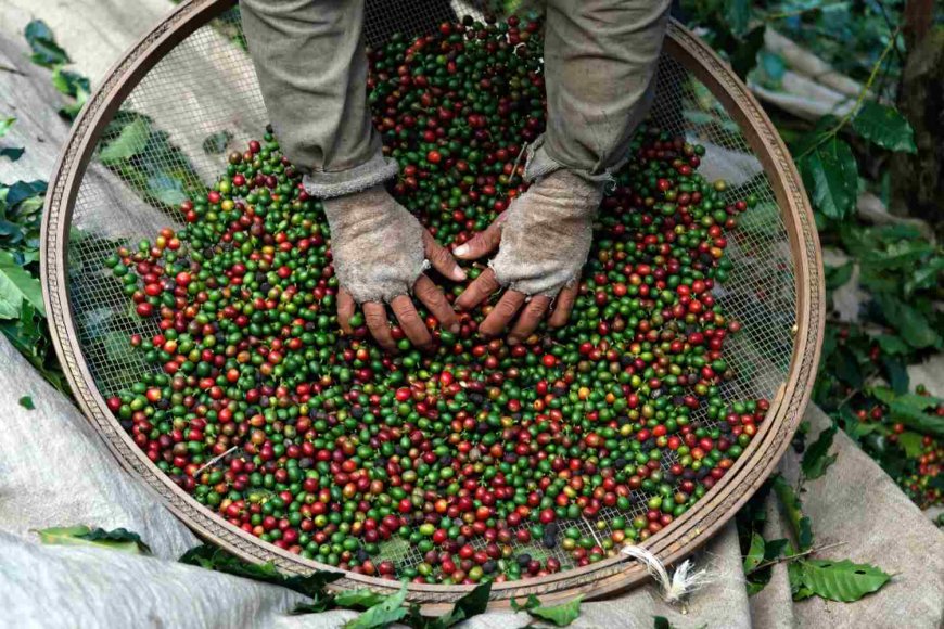 Colheita de café avança para 24,9% na área monitorada pela Cooxupé
