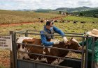 Andradas registra 2º caso de raiva bovina em 2026; vacinação de bloqueio é anunciada para a zona rural