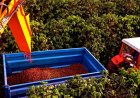 Colheita de café na área de atuação da Cooxupé registra 74,6%