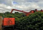 Cooperados da Cooxupé chegam a 87,5% da colheita de café