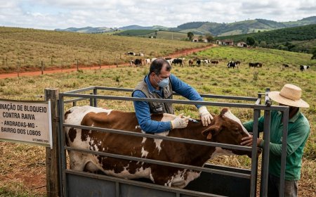 Andradas registra 2º caso de raiva bovina em 2026; vacinação de bloqueio é anunciada para a zona rural