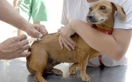 Vacinação antirrábica na zona urbana de Guaxupé começa neste sábado, 15