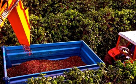 Colheita de café na área de atuação da Cooxupé registra 74,6%