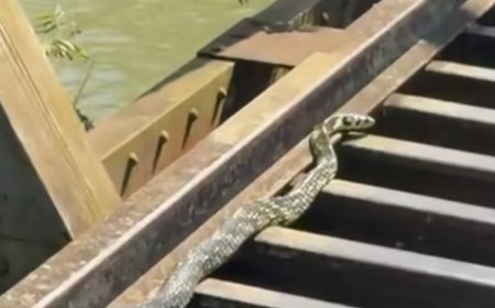 Vídeo: serpente surpreende moradores em estrutura de pontilhão em São José do Rio Pardo