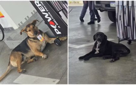 De cão de rua a chefe de pista: a inspiradora história de Jorge no Posto Violeta em Guaxupé