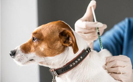 Instituto Pasteur confirma raiva transmitida por morcego em cão na região; CCZ realiza bloqueio e vacinação