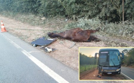 Homem e cavalo morrem após colisão com ônibus na BR-265