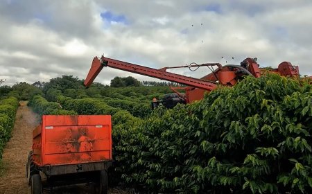 Cooperados da Cooxupé chegam a 87,5% da colheita de café