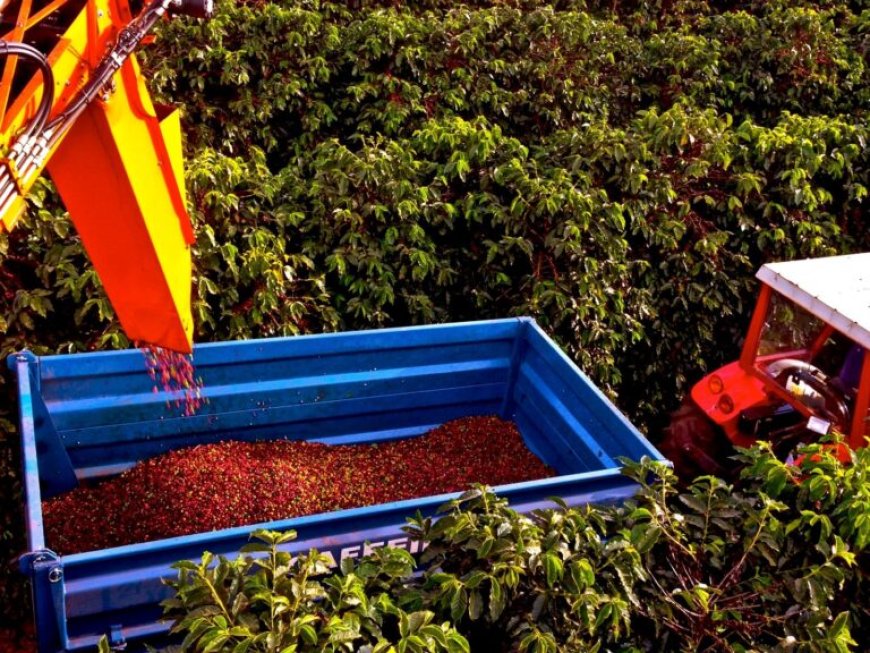 Colheita de café na área de atuação da Cooxupé registra 74,6%