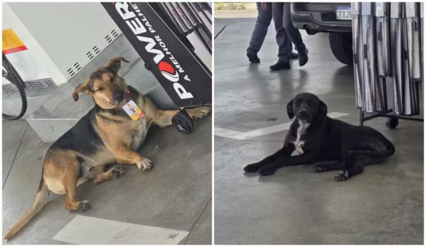 De cão de rua a chefe de pista: a inspiradora história de Jorge no Posto Violeta em Guaxupé