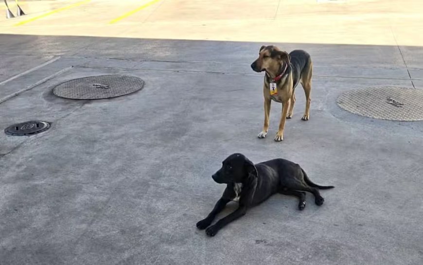 De cão de rua a chefe de pista: a inspiradora história de Jorge no Posto Violeta em Guaxupé