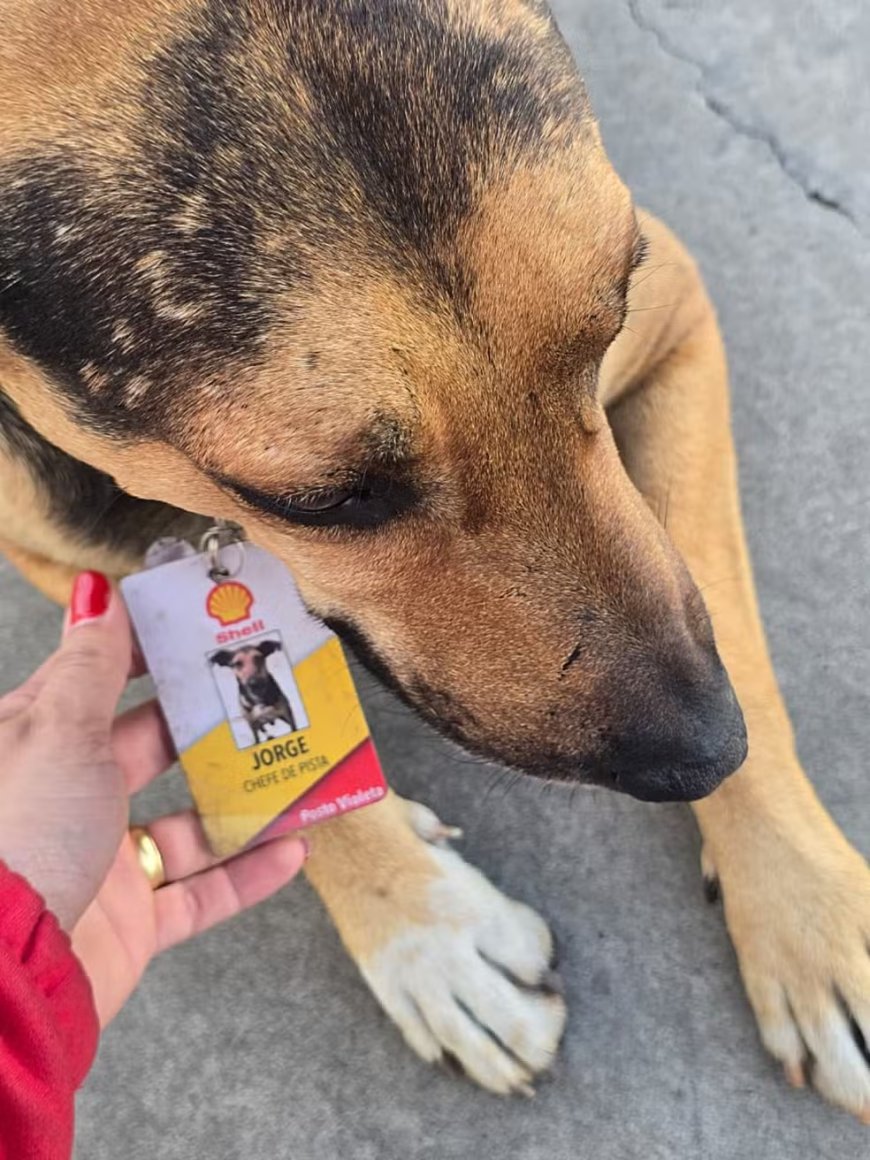 De cão de rua a chefe de pista: a inspiradora história de Jorge no Posto Violeta em Guaxupé