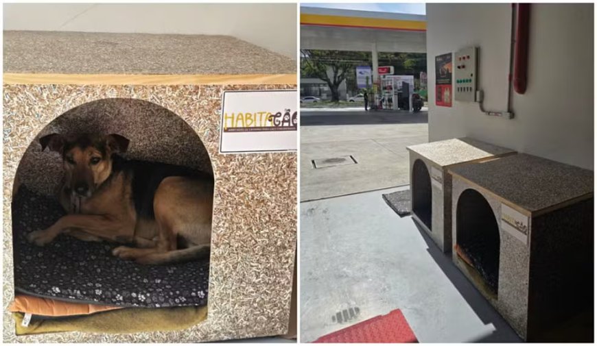 De cão de rua a chefe de pista: a inspiradora história de Jorge no Posto Violeta em Guaxupé