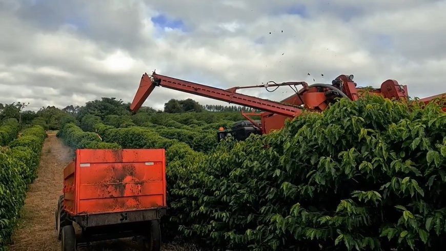 Cooperados da Cooxupé chegam a 87,5% da colheita de café
