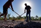 Colheita de café supera 90% entre cooperados da Cooxupé
