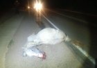 Carro colide com cavalo na BR-265; animal morreu no local