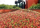 Colheita de café da Cooxupé chega a 95%