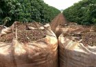 Colheita de café da Cooxupé chega a 97,3%
