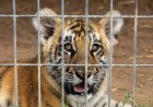 Fim dos Zoológicos? Projeto de Lei quer fechar todos os parques do Brasil até 2028