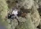 Vídeo mostra buscas e localização do helicóptero do cantor Rick e mais quatro passageiros