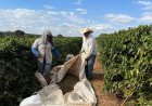Colheita de café da Cooxupé chega a 98,6%