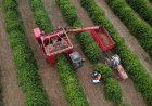 Último boletim da Cooxupé aponta 99,4% da colheita de café