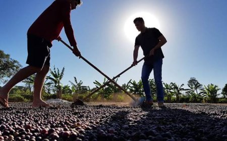 Colheita de café supera 90% entre cooperados da Cooxupé