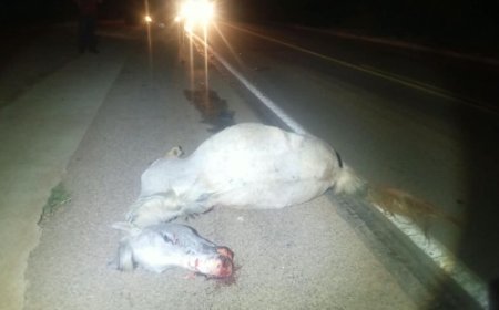 Carro colide com cavalo na BR-265; animal morreu no local