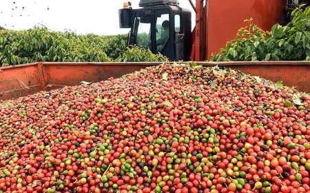 Colheita de café da Cooxupé chega a 95%