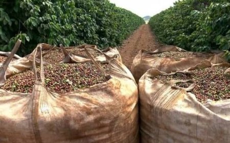 Colheita de café da Cooxupé chega a 97,3%