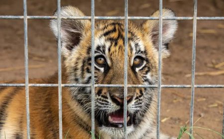 Fim dos Zoológicos? Projeto de Lei quer fechar todos os parques do Brasil até 2028