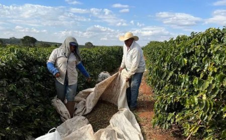 Colheita de café da Cooxupé chega a 98,6%