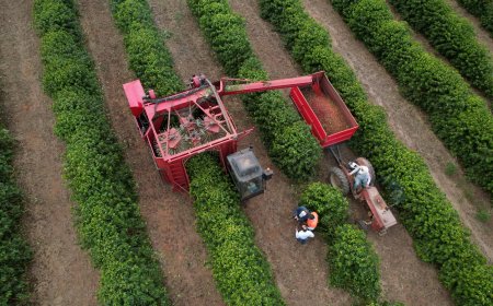 Último boletim da Cooxupé aponta 99,4% da colheita de café