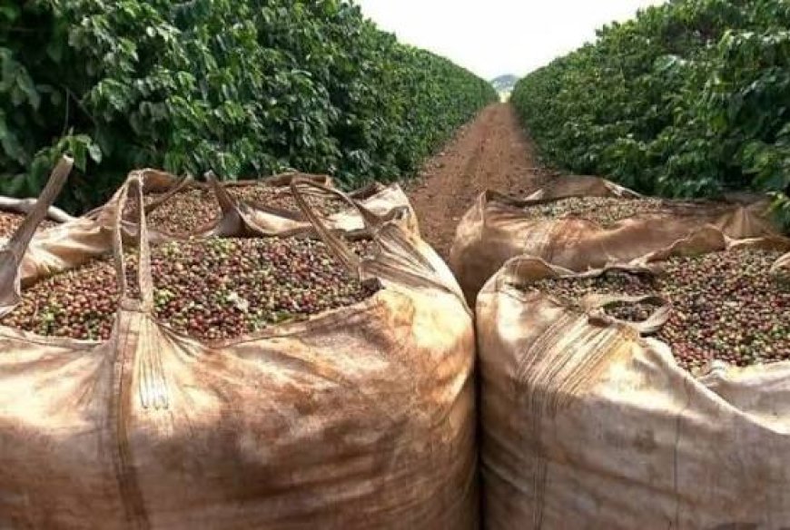 Colheita de café da Cooxupé chega a 97,3%