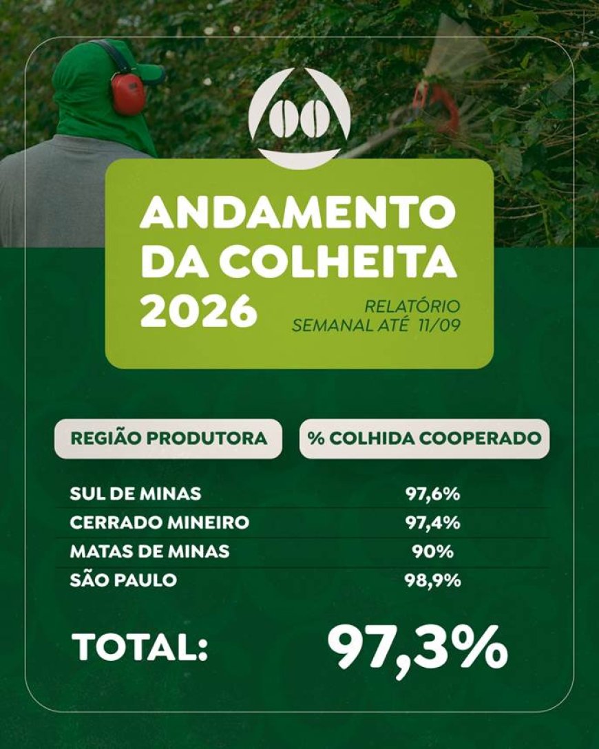 Colheita de café da Cooxupé chega a 97,3%