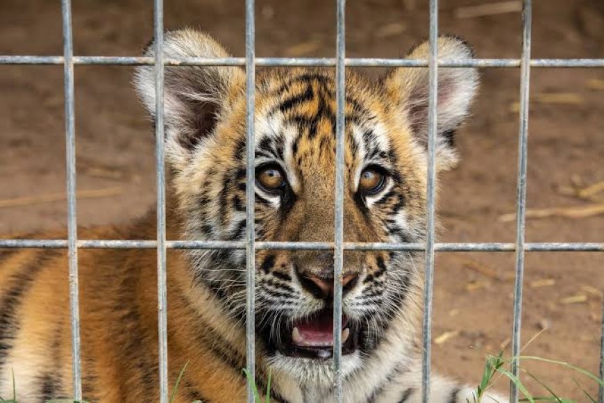 Fim dos Zoológicos? Projeto de Lei quer fechar todos os parques do Brasil até 2028