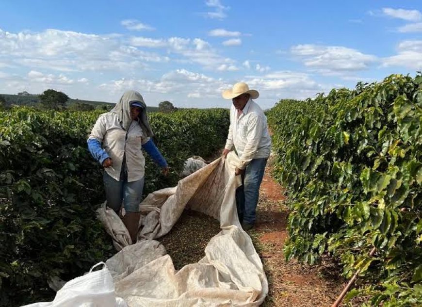 Colheita de café da Cooxupé chega a 98,6%